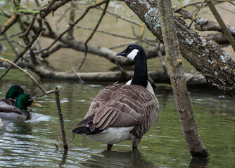 canada goose standing