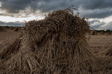 haystack