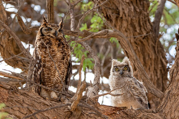 Spotted Eagle Owl and Chick, Kgalagadi