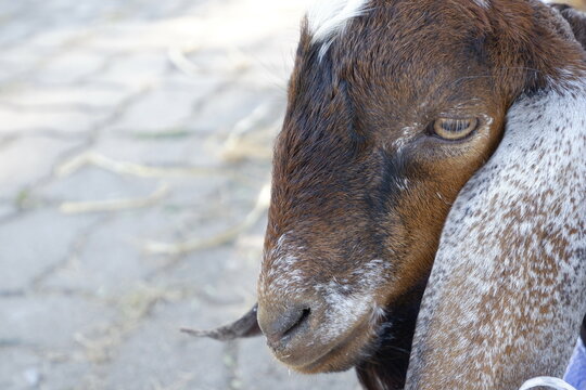 Close Up Photo Of Goat Face