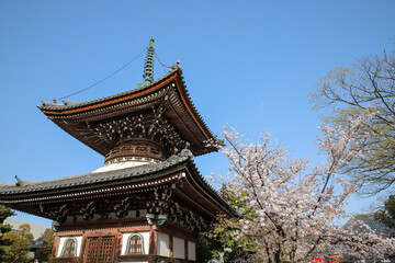 本法寺境内の桜