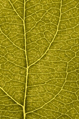 Leaf of fruit tree close up. Dark yellow mosaic pattern of veins and plant cells. Tinted vertical background. Macro