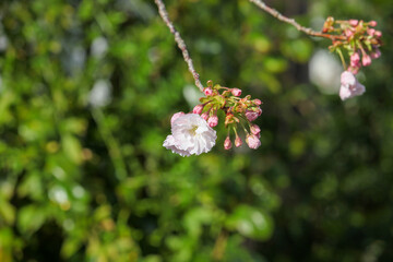 白峯神宮の八重桜