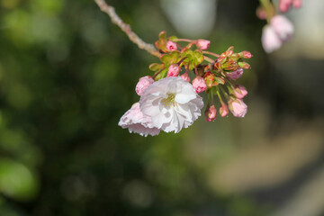 白峯神宮の八重桜