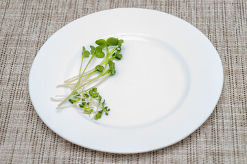 White plate with microgreen sprouts on the dining table. Green sprouts of radish and mustard, close-up with selective focus, copy space. Healthy food concept