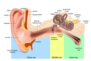Human Ear Anatomy. Ear structure diagram. The human ear consists of the Outer, Middle and Inner ear. - obrazy, fototapety, plakaty
