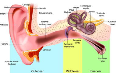 
Human Ear Anatomy. Ear structure anatomical diagram. The human ear consists of the Outer, Middle and Inner ear.  - obrazy, fototapety, plakaty