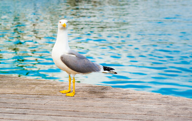 Seagull on a pier close to the water in sunny summer day