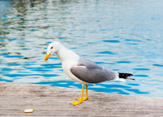 Seagull on a pier close to the water looking down on a biscuit, in sunny summer day