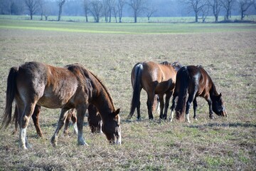 horses in the meadow