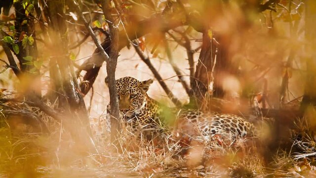 Leopard resting in fall color bush in Kruger National park, South Africa ; Specie Panthera pardus family of Felidae