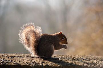 squirrel in the park