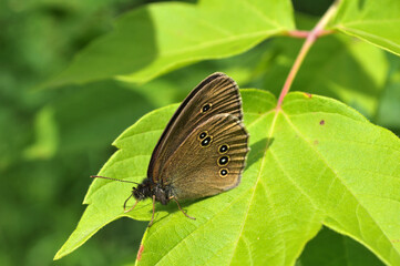 butterfly on leaf