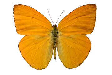 Phebis Argante butterfly on a white background