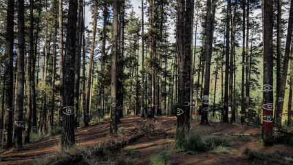 Oma forest is a work of art created by Agustin Ibarrola, a Basque sculptor and painter.