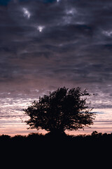 lone hawthorn tree on bodmin moor cornwall england uk 