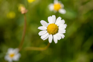 Beautiful white daisy  in sunny day
