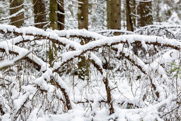 Snowy winter day in the forest 