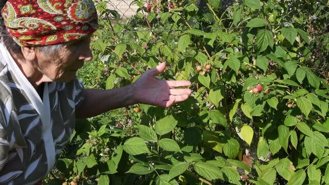 80 years old woman pick ripe raspberry in farmer garden at countryside. Senior woman farmer chatting and carefully picking raspberries. 80s granny wear traditional headscarf