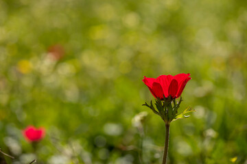 Poppy flower or papaver rhoeas poppy with the light