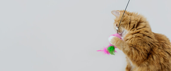 Ginger cat playing with a feather toy on grey background, with copy space