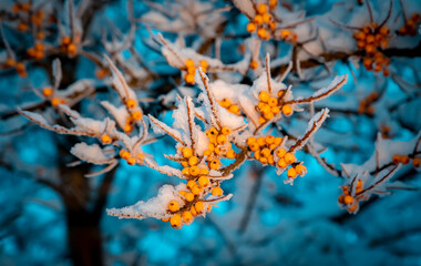 Sea buckthorn berries on a tree branch under the snow. Winter, evening