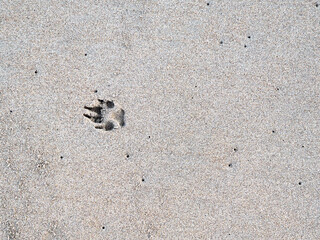 One dog footprint in the sand. Paw print background with copy space