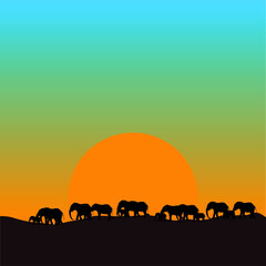 Fototapeta premium Silhouette of many elephants walking at sunset