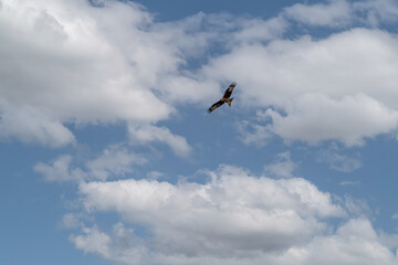 a red kite (Milvus milvus) soaring with wings fully extended under a clear blue and white cloud winter UK sky