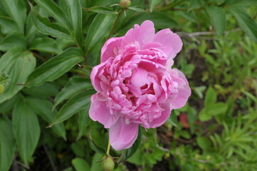 pink rose in garden