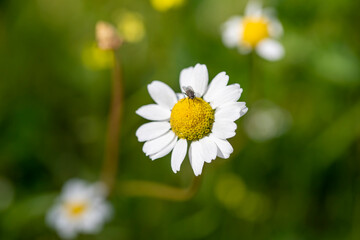 Beautiful white daisy  in sunny day