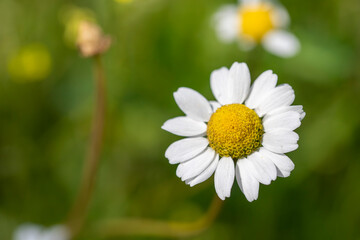 Fototapeta premium Beautiful white daisy in sunny day