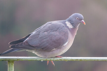 a plump wood pigeon (Columba palumbus) surveying the bird food on the ground  