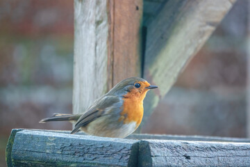 close up of a robin redbreast (Erithacus rubecula) on a wooden bird feeder table