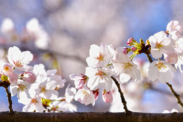 日光があたる開花した桜と青空