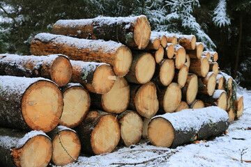 wooden logs in winter forest