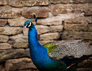 Obraz premium portrait of a peacock