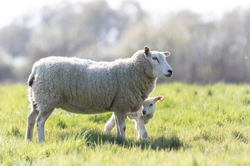 Naklejka na ściany i meble A mother ewe and her newborn lamb in the Suffolk countryside in the bright springtime sun