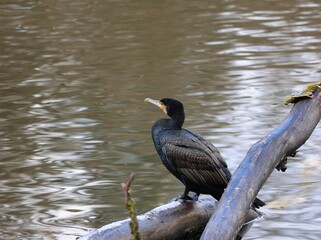 Cormorant on the water