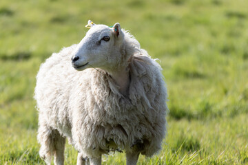 A mother ewe in the Suffolk countryside in the bright springtime sun