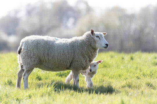 A mother ewe and her newborn lamb in the Suffolk countryside in the bright springtime sun