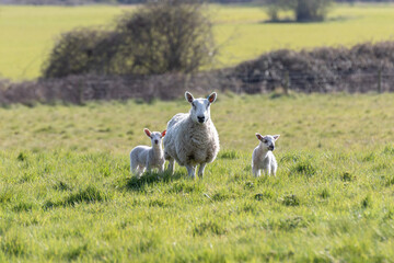 A mother ewe and her newborn lamb in the Suffolk countryside in the bright springtime sun