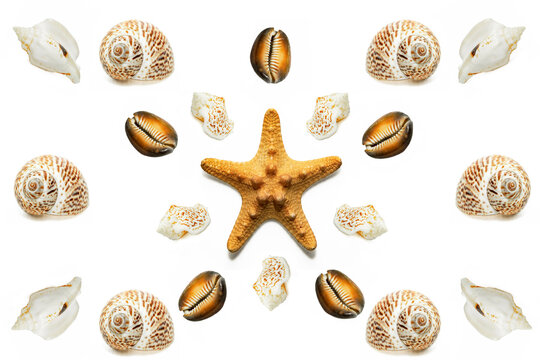  Seashells isolated on white background