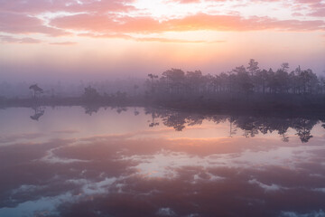 Sunny Morning in Kemeri National Park