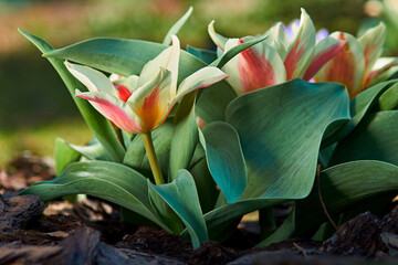 Spring flowers, tulips