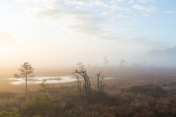 Fototapeta na wymiar Foggy Morning in Kemeri National Park