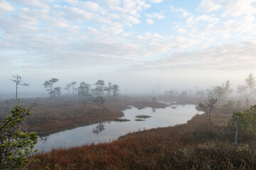 Fototapeta na wymiar Foggy Morning in Kemeri National Park