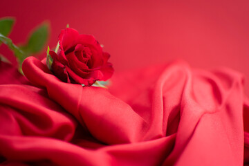 close up of red rose