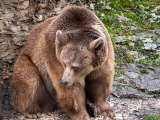 Obraz premium Brown bear (Ursus arctos) in the highlands. Caucasus mountains