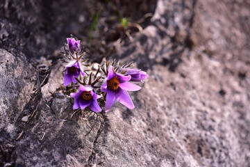 Korean pasque flower blooming by the river. 동강 할미꽃